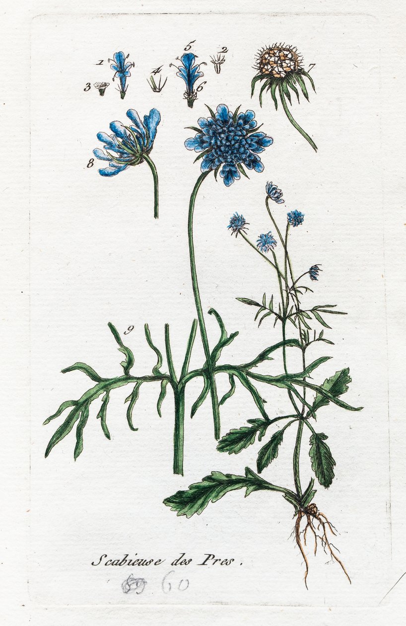 Scabiosa dei prati da Unknown artist