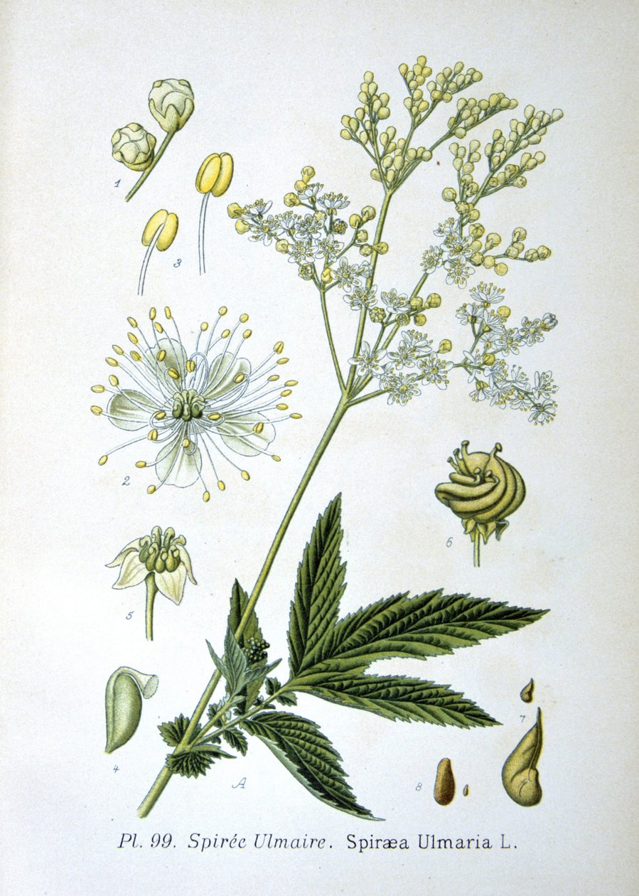 Filipendula ulmaria da Unknown artist