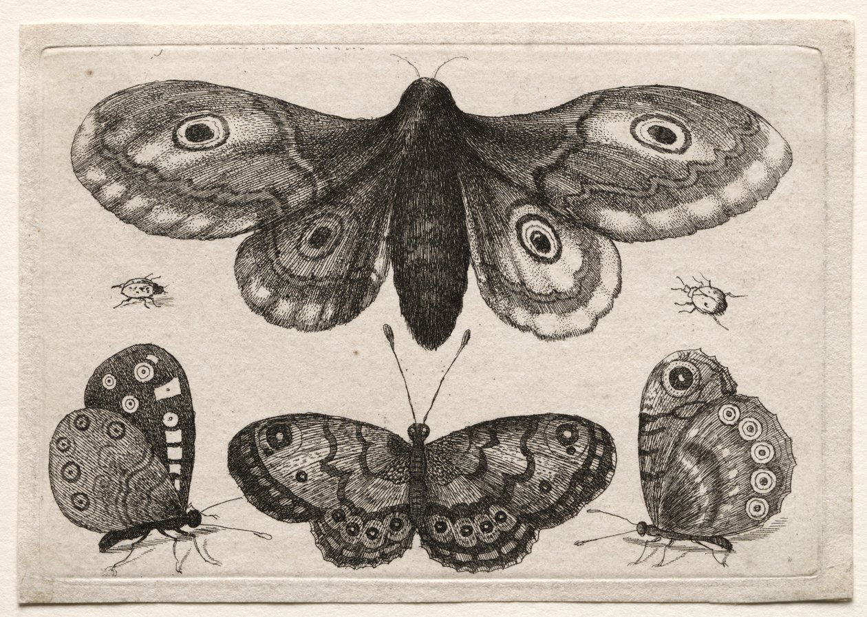Muscarum Scarabeorum, vermiumque Variae Figure & Formae: Una Falena, Tre Farfalle e Due Scarabei da Unknown artist