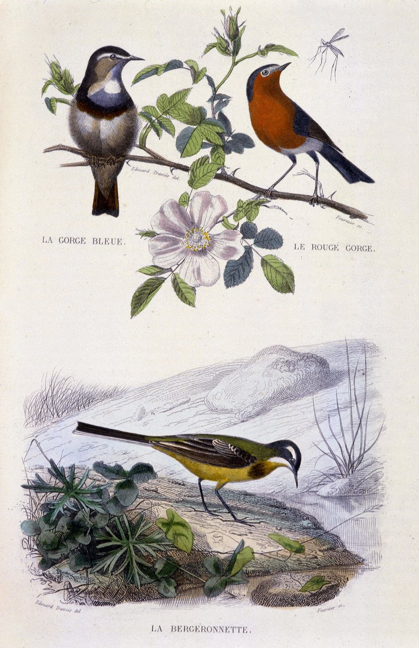 Storia naturale: Uccelli: La gorge-bleu (Gorge Bleue), le rouge-gorge (Rouge Gorge) et la bergeronnette - in “Opere di Buffon, T.5, ed. Fume Jouvet & Cie da Unknown artist
