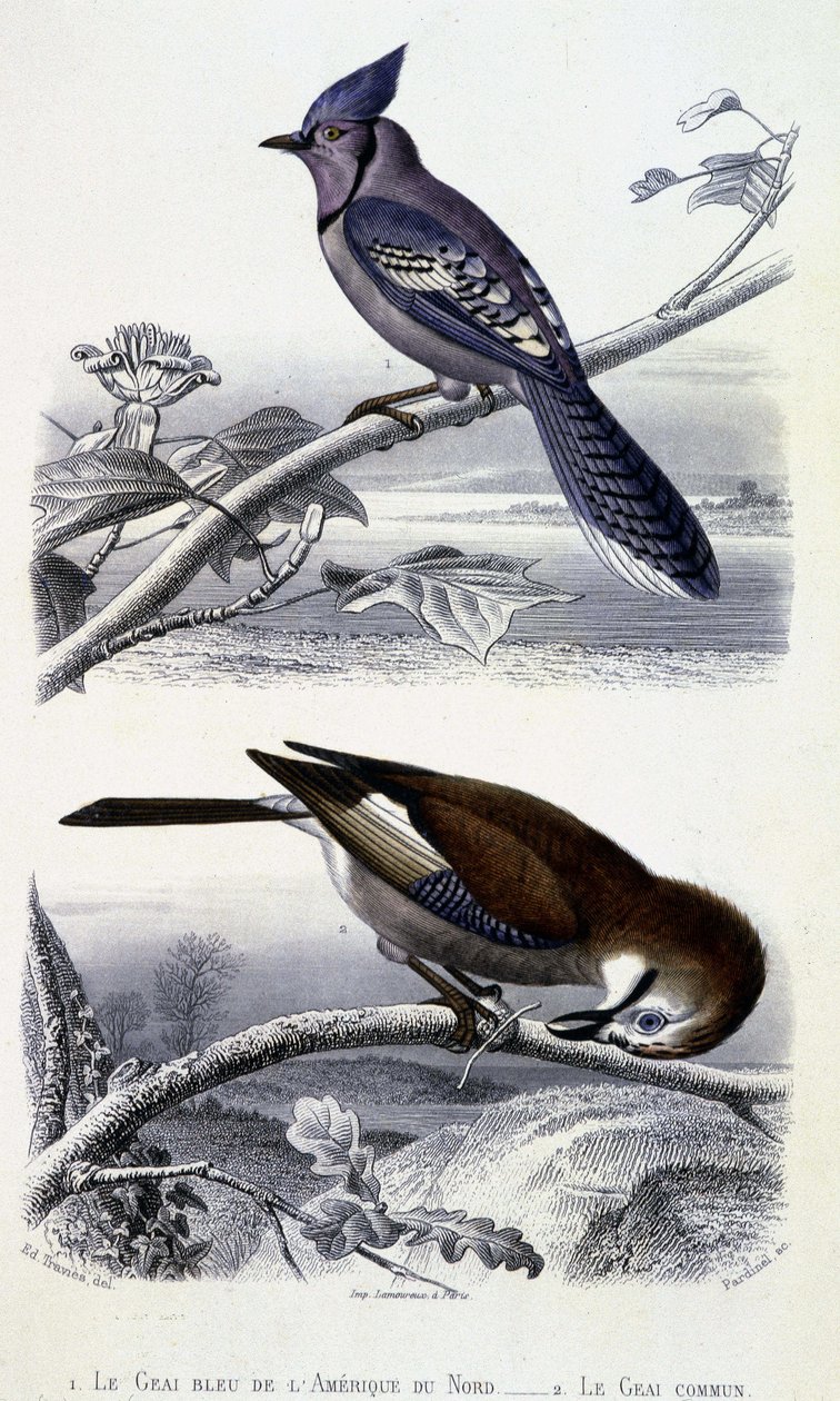 Tavola di Storia Naturale: Uccelli: La Ghiandaia Azzurra del Nord America e la Ghiandaia Comune - in "Opere di Buffon", T.5, ed. Fume Jouvet & Cie da Unknown artist