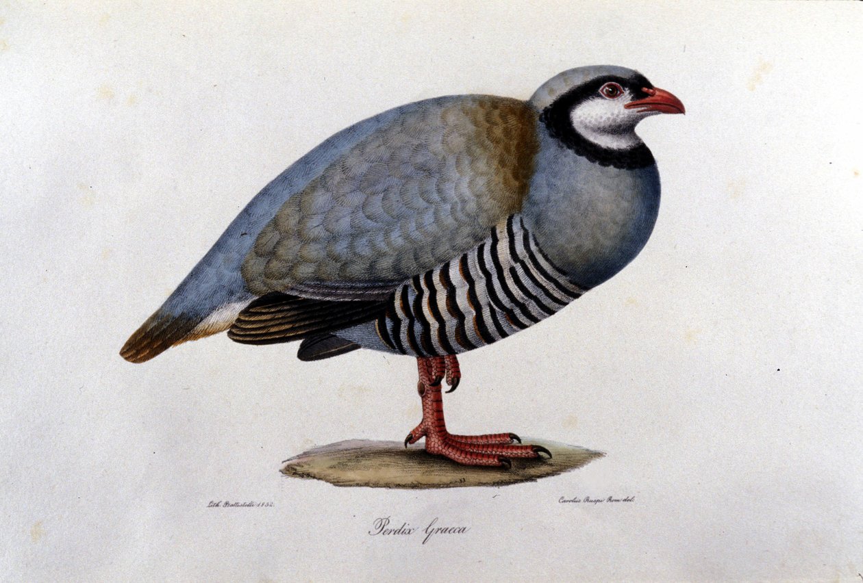Tavola di storia naturale che rappresenta una pernice greca. Incisione del XIX secolo. da Unknown artist