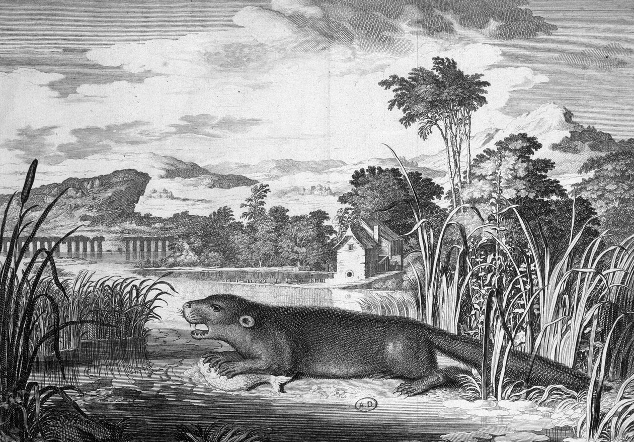 Lontra - incisione da Unknown artist