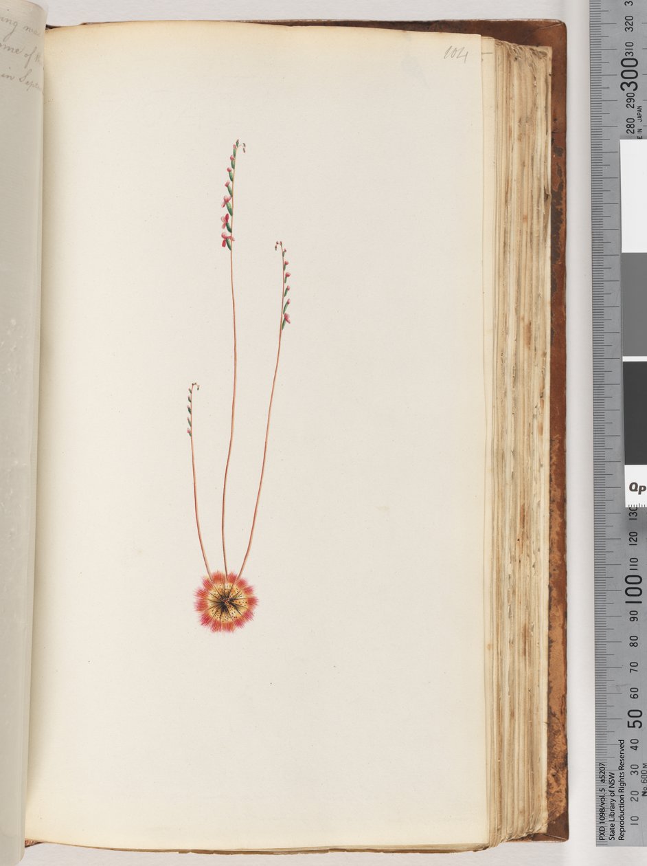 Pagina 104. Pianta non identificata da Unknown artist