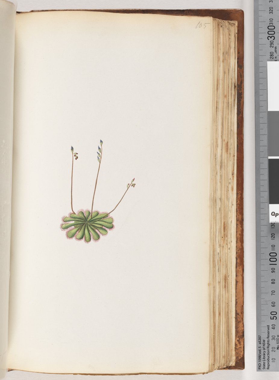 Pagina 105. Pianta non identificata da Unknown artist