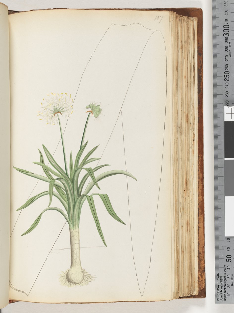 Pagina 107. Nessuna iscrizione. Pianta non identificata da Unknown artist