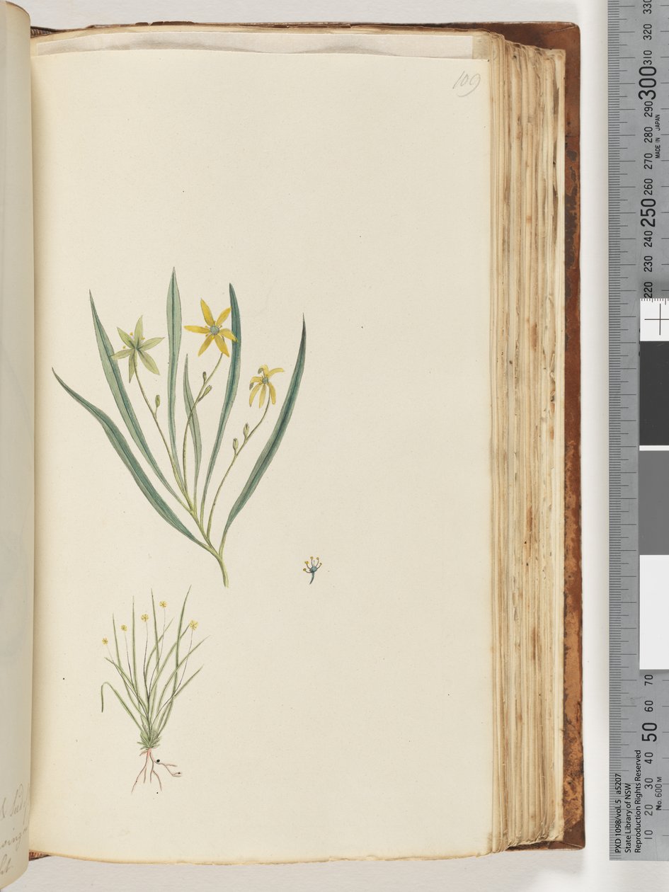 Pagina 109. Nessuna iscrizione. Pianta non identificata da Unknown artist