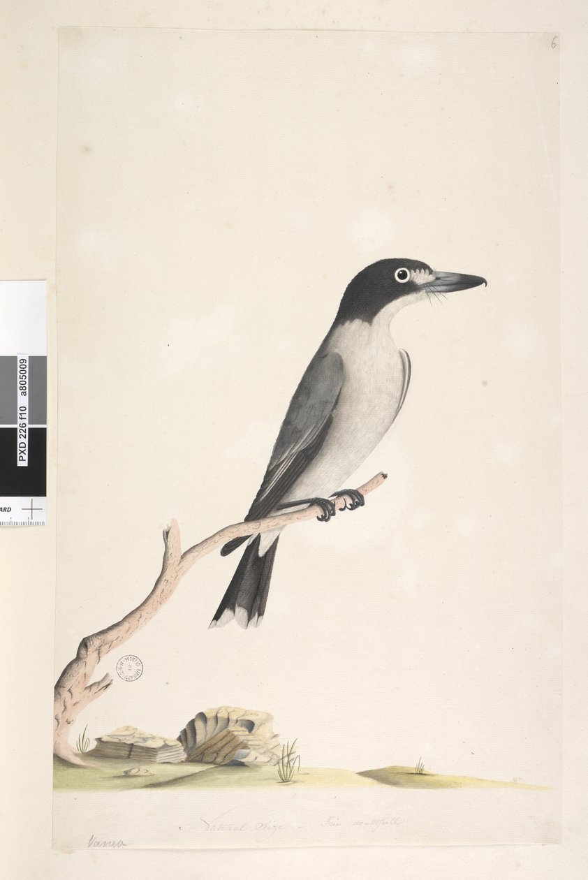 Pagina 10. Vanga. al centro inferiore in altra mano dimensione naturale, iride dubbia. Uccello macellaio grigio Cracticus torquatis maschio, 1791-92 da Unknown artist