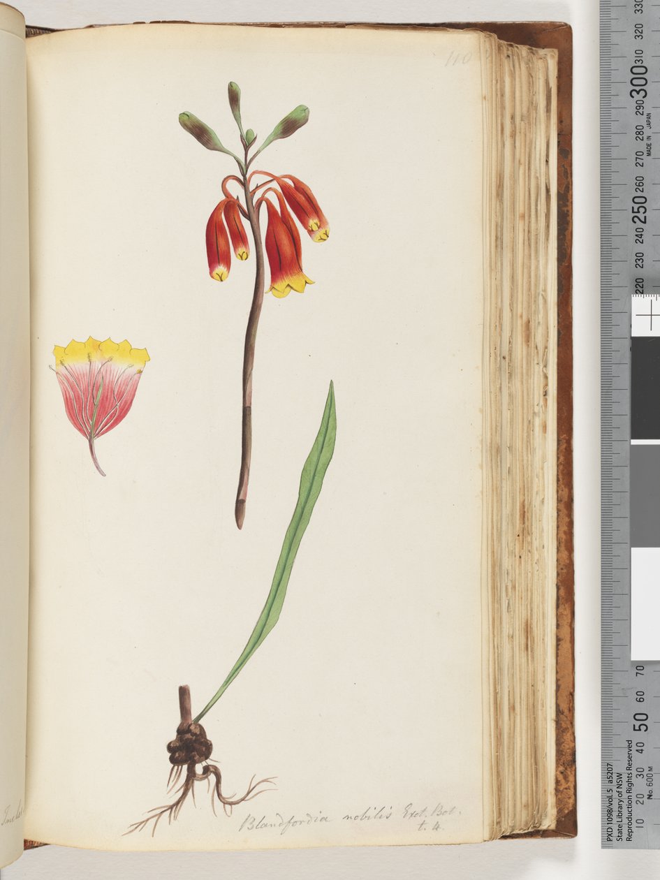 Pagina 110. Blandfordia nobilis Exot. Bot / t. 4. Campana di Natale da Unknown artist