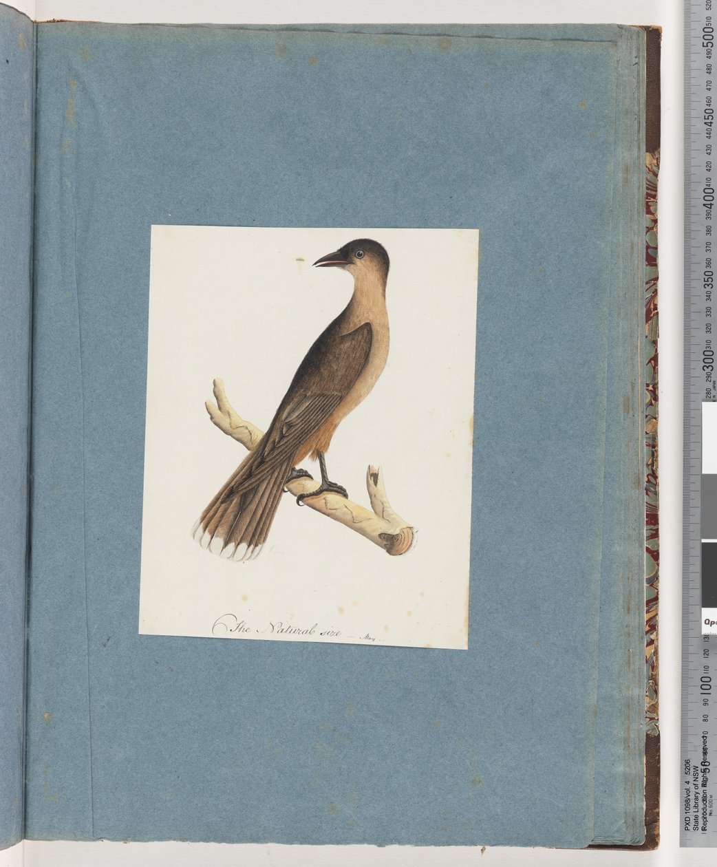 Pagina 110. Uccello non identificato da Unknown artist