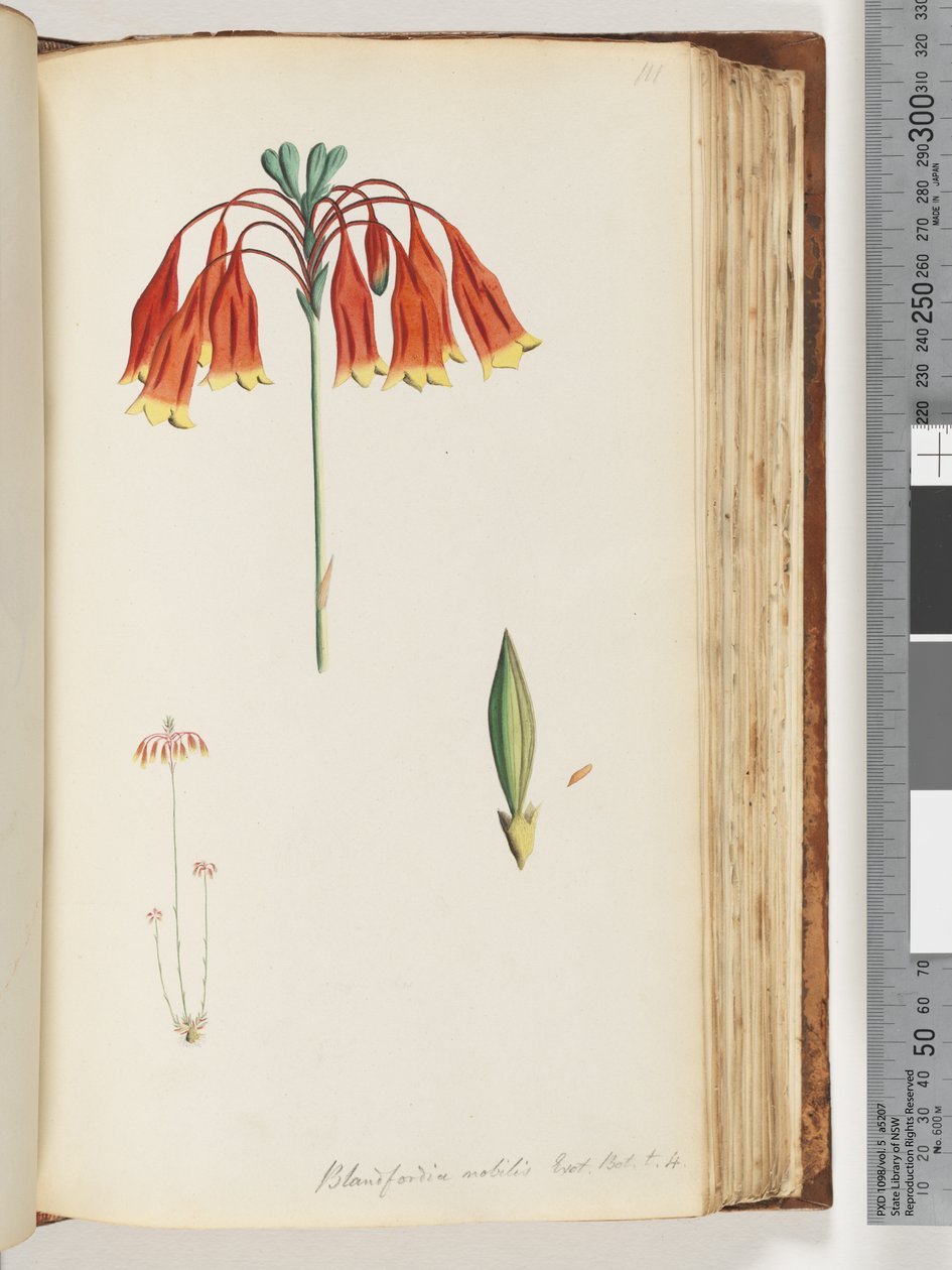 Pagina 111. Blandfordia nobilis Exot. Bot. t. 4. Campana di Natale da Unknown artist