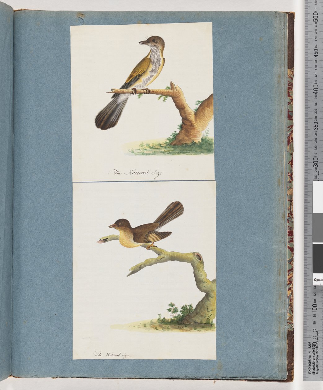 Pagina 111. Uccello non identificato. 112. Uccello non identificato. da Unknown artist