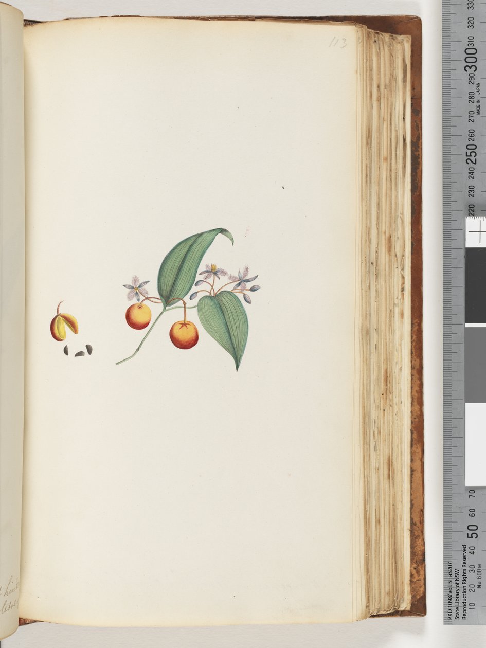 Pagina 113. Una rampicante o caprifoglio che si intreccia con gli alberi da Unknown artist