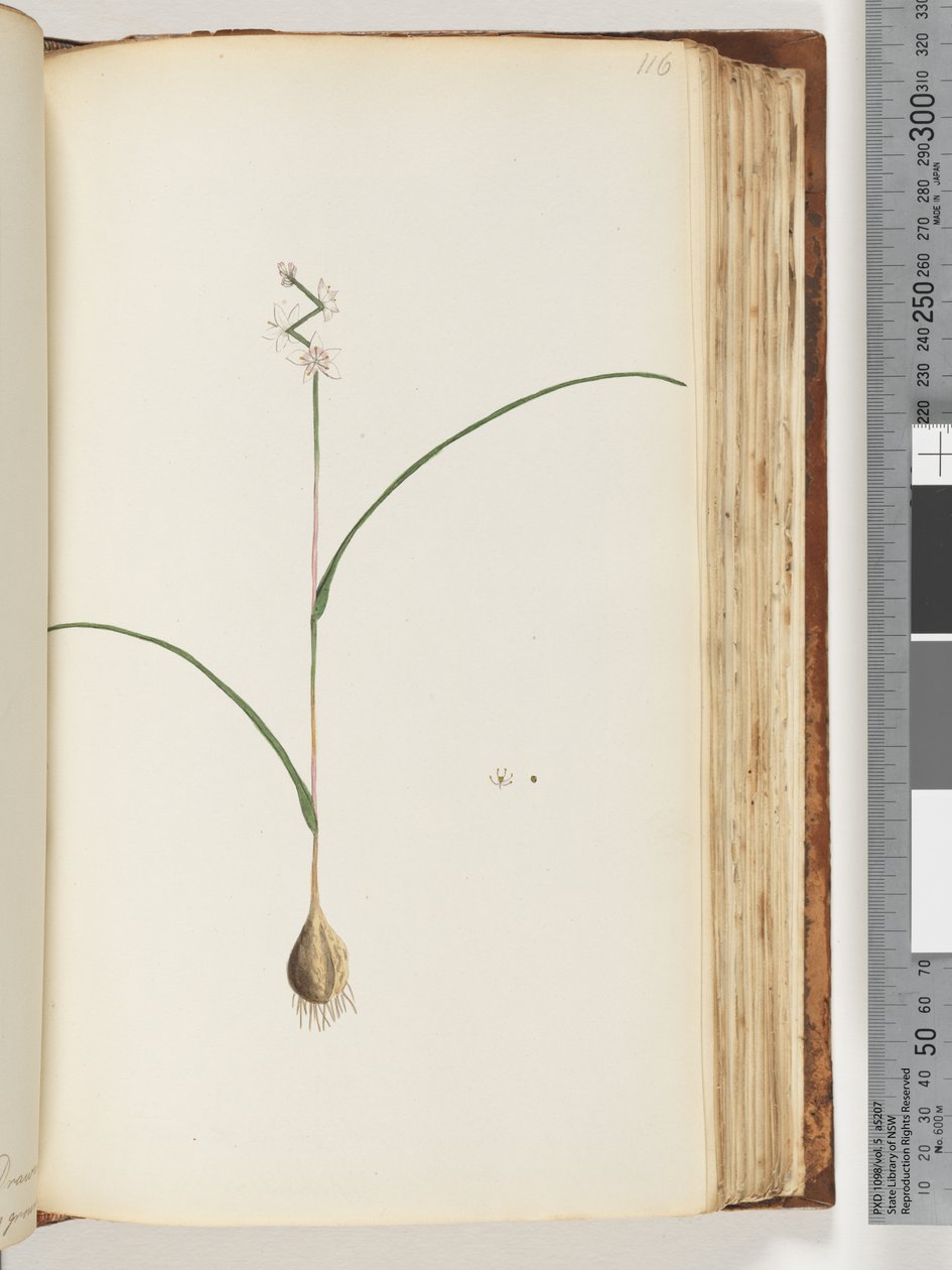 Pagina 116. Pianta non identificata da Unknown artist