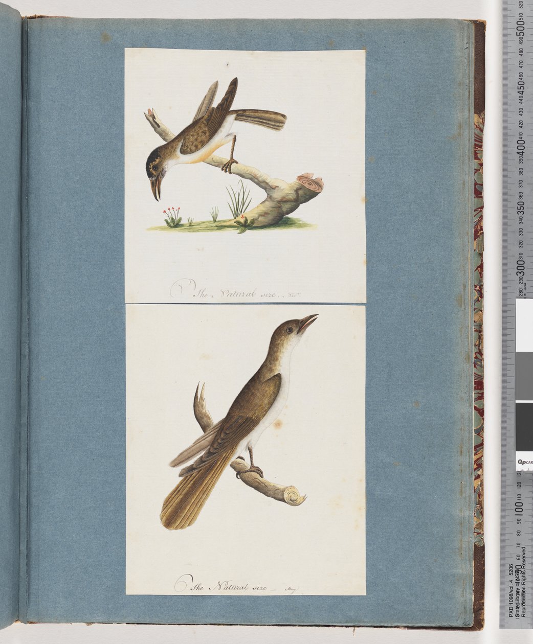 Pagina 117. Uccello non identificato. 118. Uccello non identificato da Unknown artist