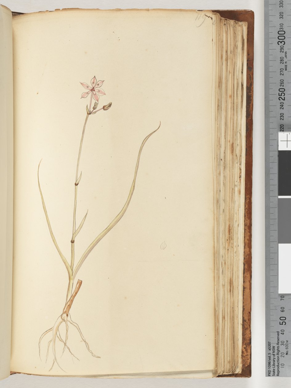 Pagina 119. Nessuna iscrizione, disegno incompiuto, pianta non identificata da Unknown artist