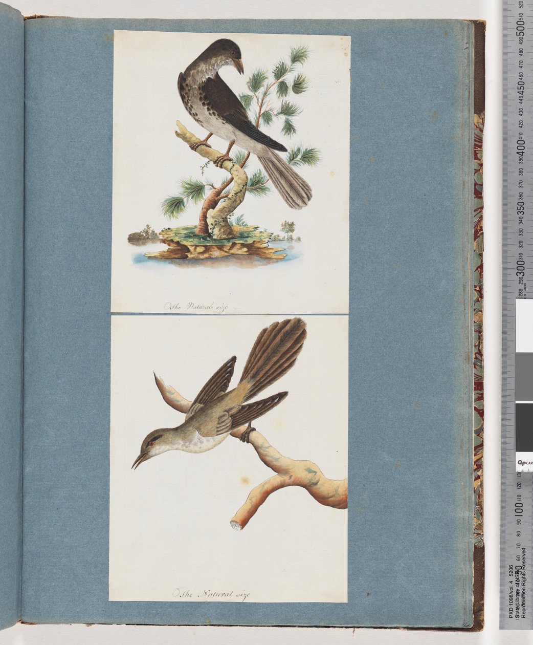 Pagina 119. Uccello non identificato. 120. Uccello non identificato da Unknown artist