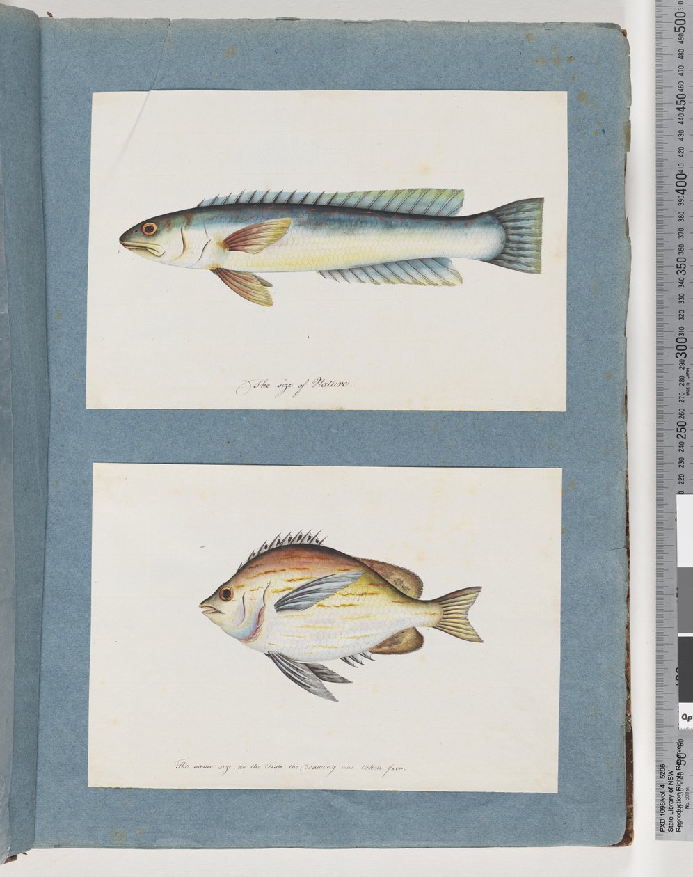 Pagina 11. Pesce non identificato. 12. Pesce non identificato da Unknown artist