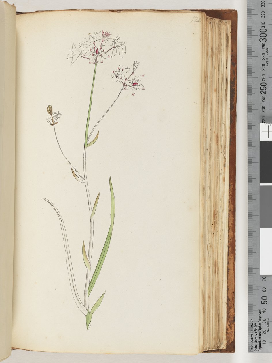 Pagina 120. Nessuna iscrizione, disegno incompiuto, pianta non identificata da Unknown artist