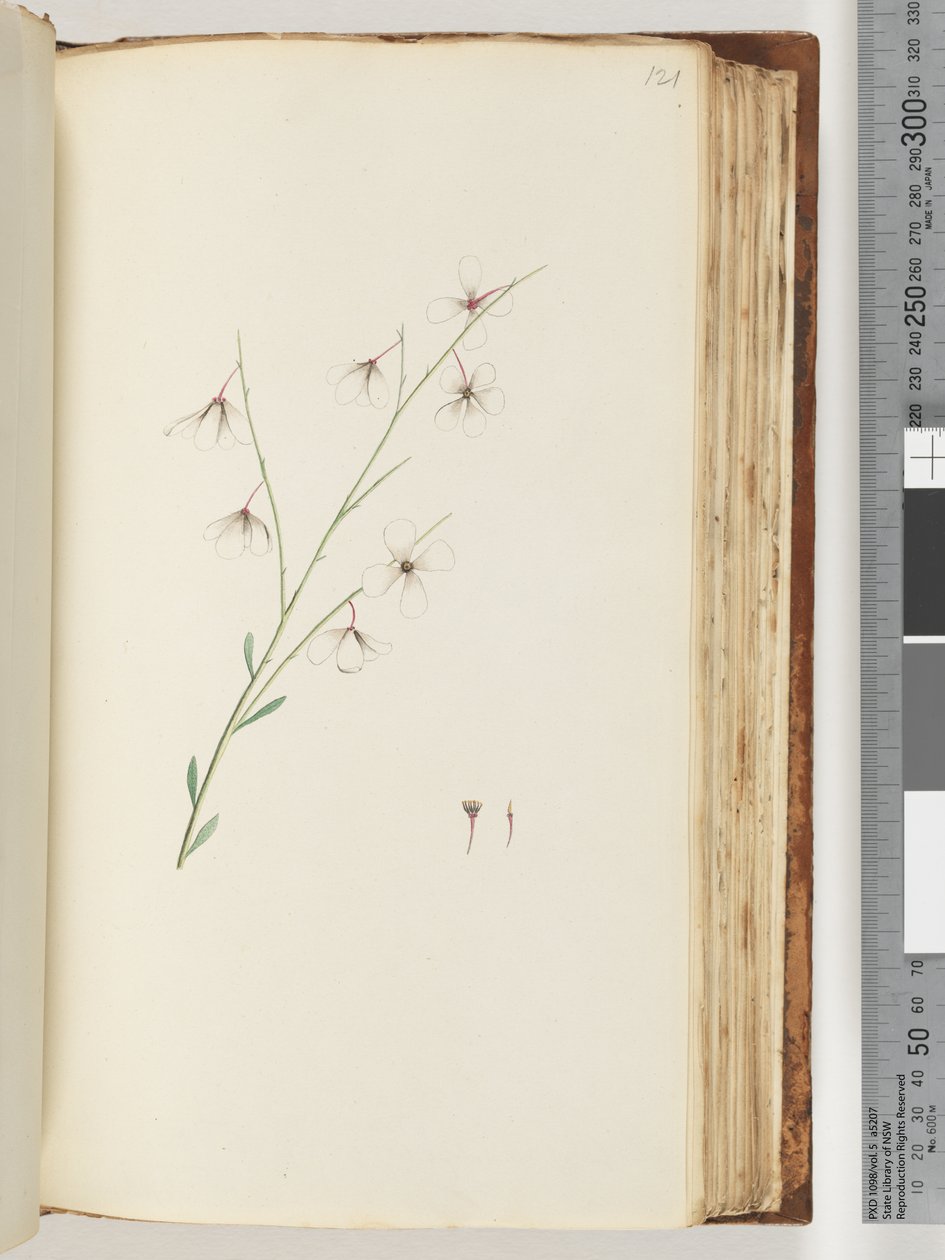 Pagina 121. Pianta non identificata da Unknown artist