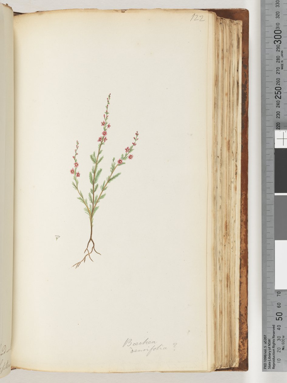 Pagina 122. Baeckea densifolia, possibilmente da Unknown artist
