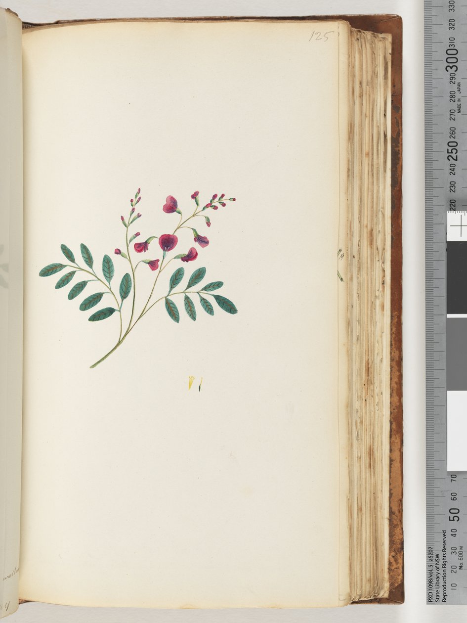 Pagina 125. Pianta non identificata da Unknown artist