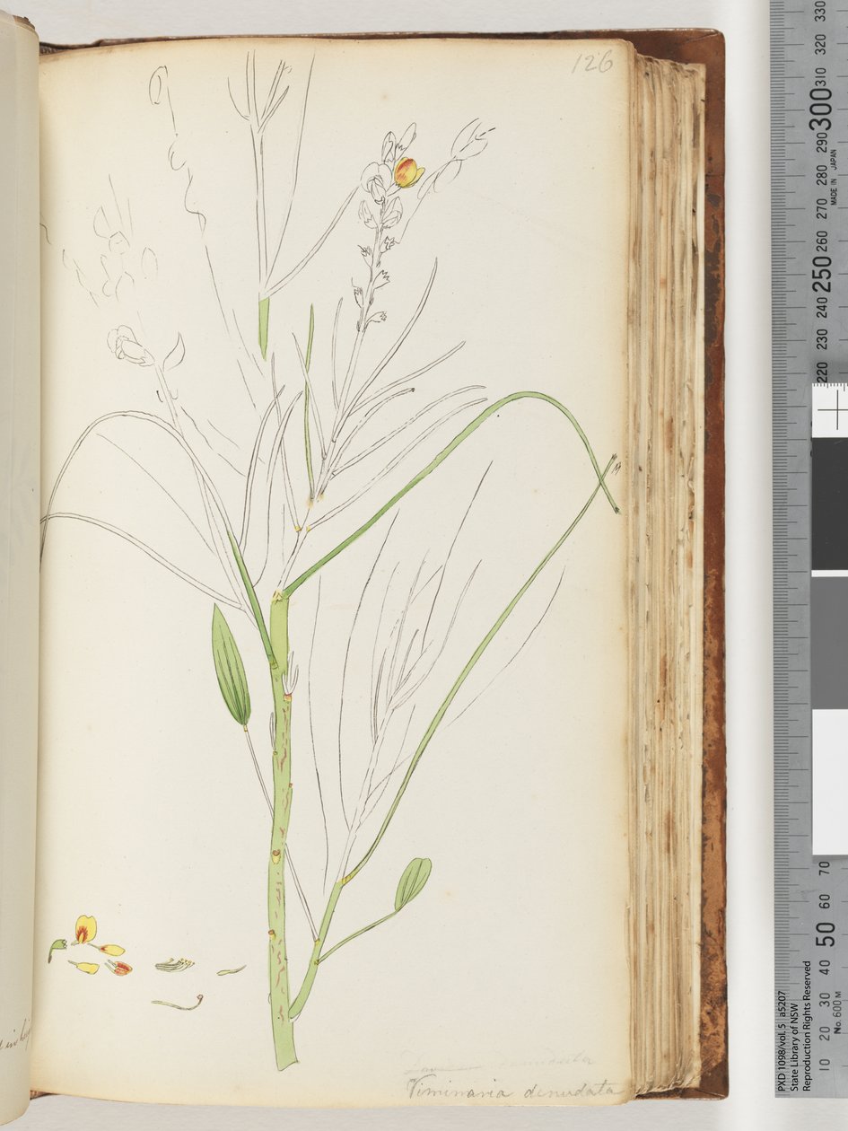 Pagina 126. Disegno incompiuto di Viminaria denudata da Unknown artist
