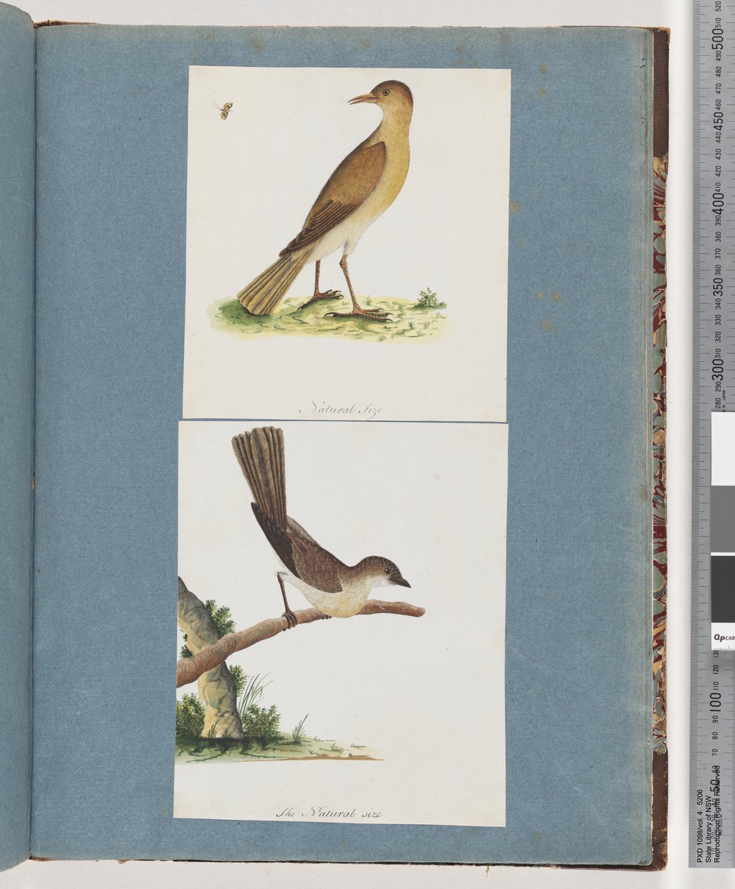 Pagina 131. Uccello non identificato. 132. Uccello non identificato da Unknown artist