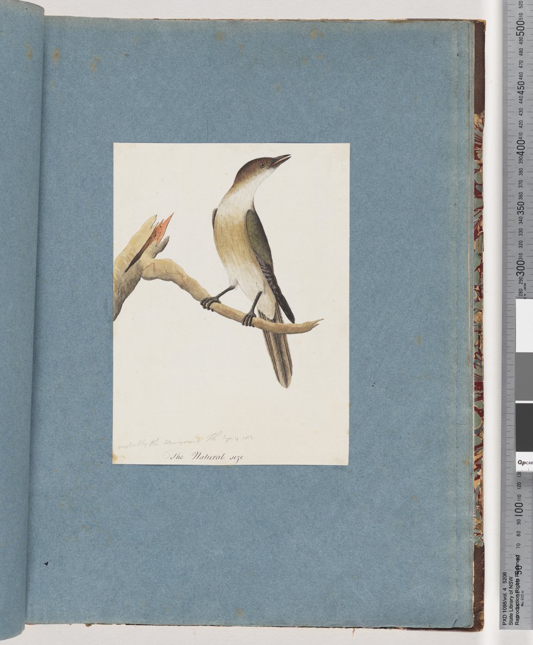 Pagina 137. Uccello non identificato, possibilmente il Tordo Armonico da Unknown artist