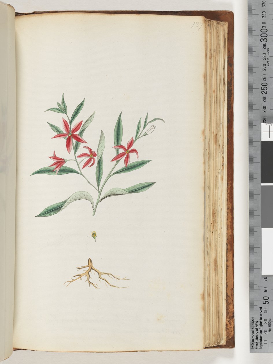 Pagina 137. Pianta non identificata da Unknown artist