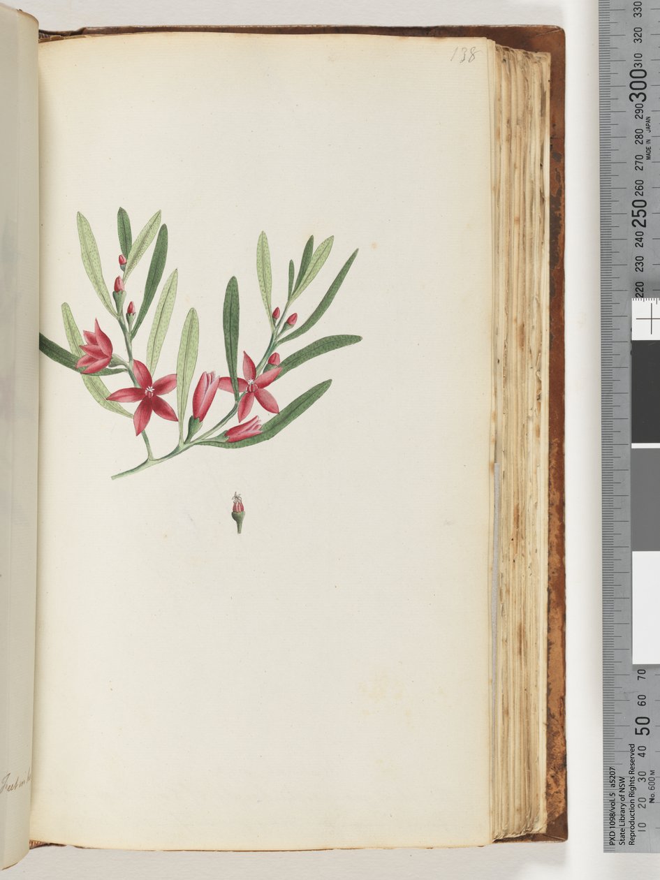 Pagina 138. Pianta fiorita e insetto senza nome da Unknown artist