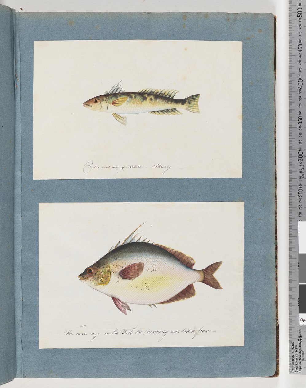 Pagina 13. Pesce non identificato. 14. Pesce non identificato da Unknown artist