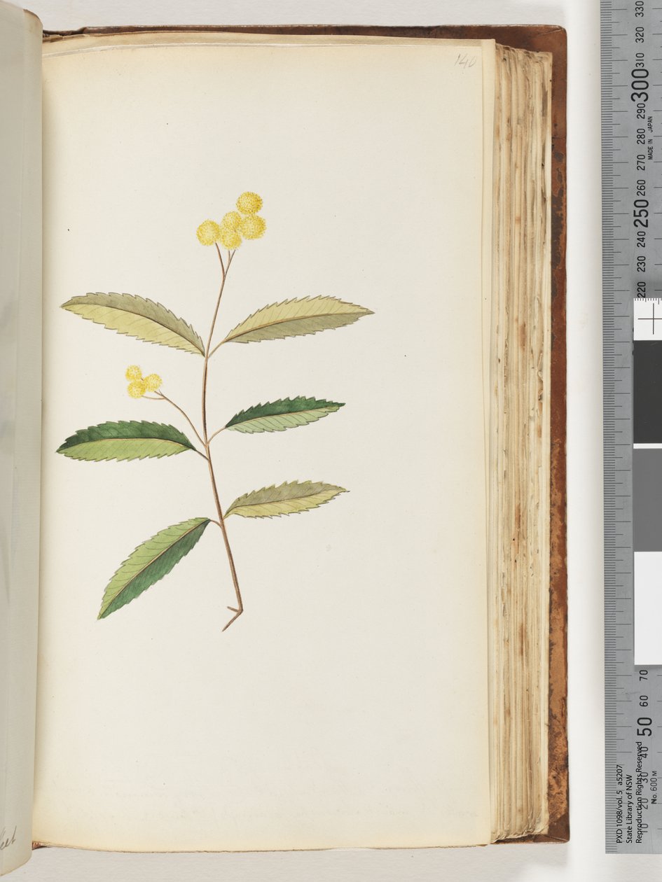 Pagina 140. Fiore non identificato, ottobre 1794 da Unknown artist