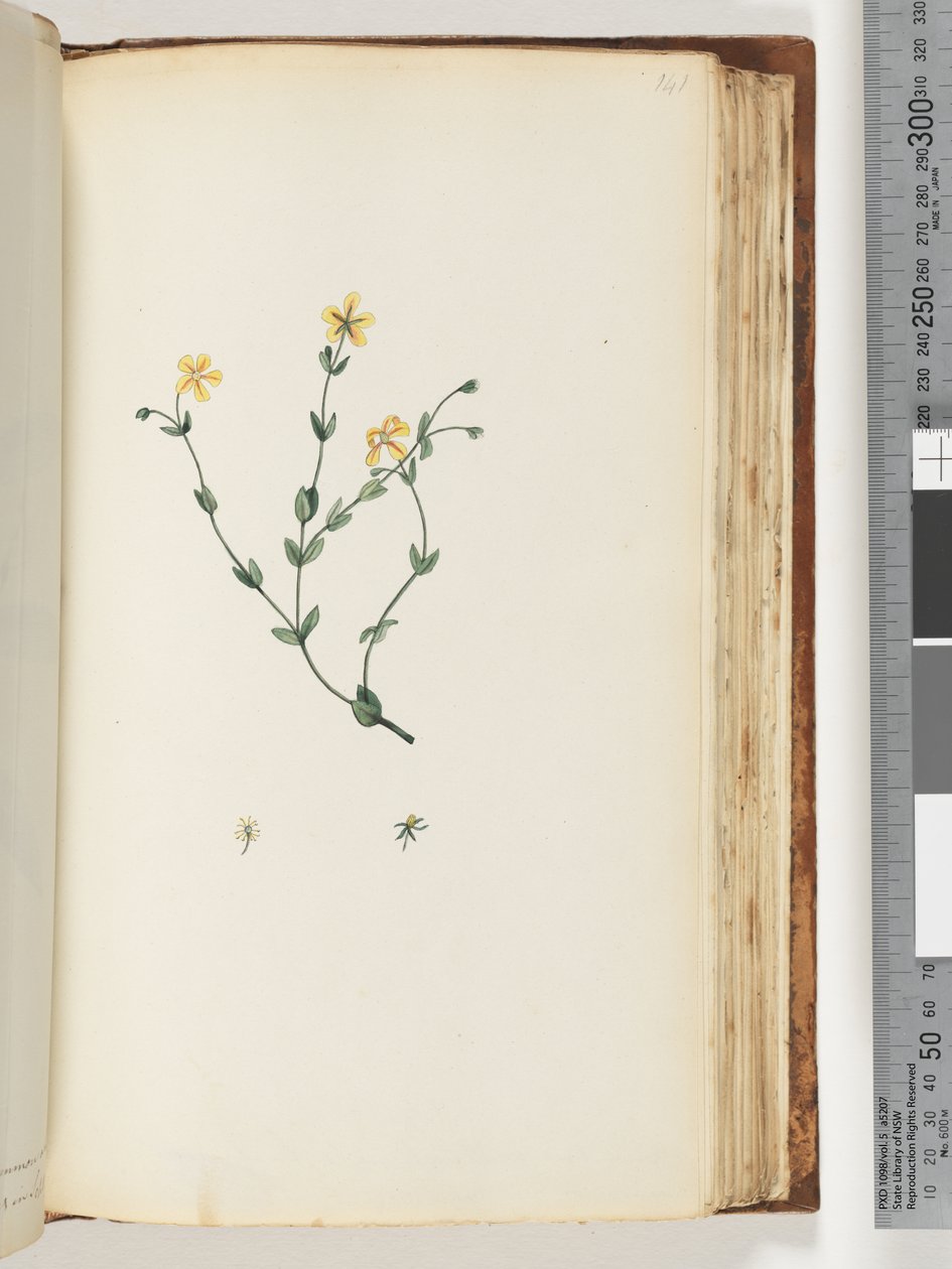 Pagina 141. Pianta non identificata da Unknown artist