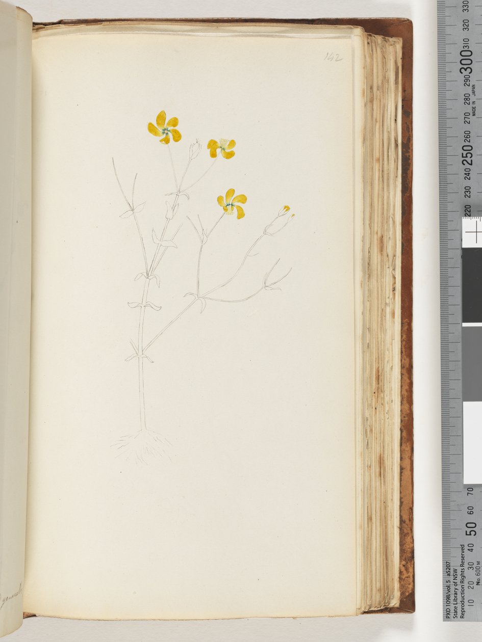 Pagina 142. Disegno incompiuto, pianta non identificata da Unknown artist