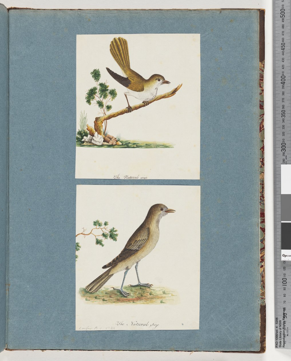 Pagina 142. Uccello non identificato. 143. Uccello non identificato da Unknown artist