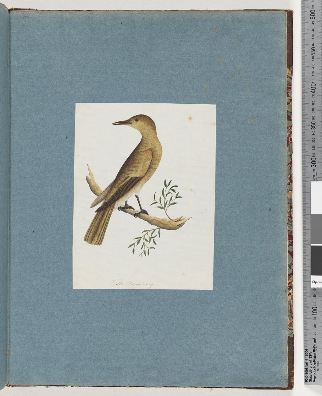 Pagina 144. Uccello non identificato da Unknown artist