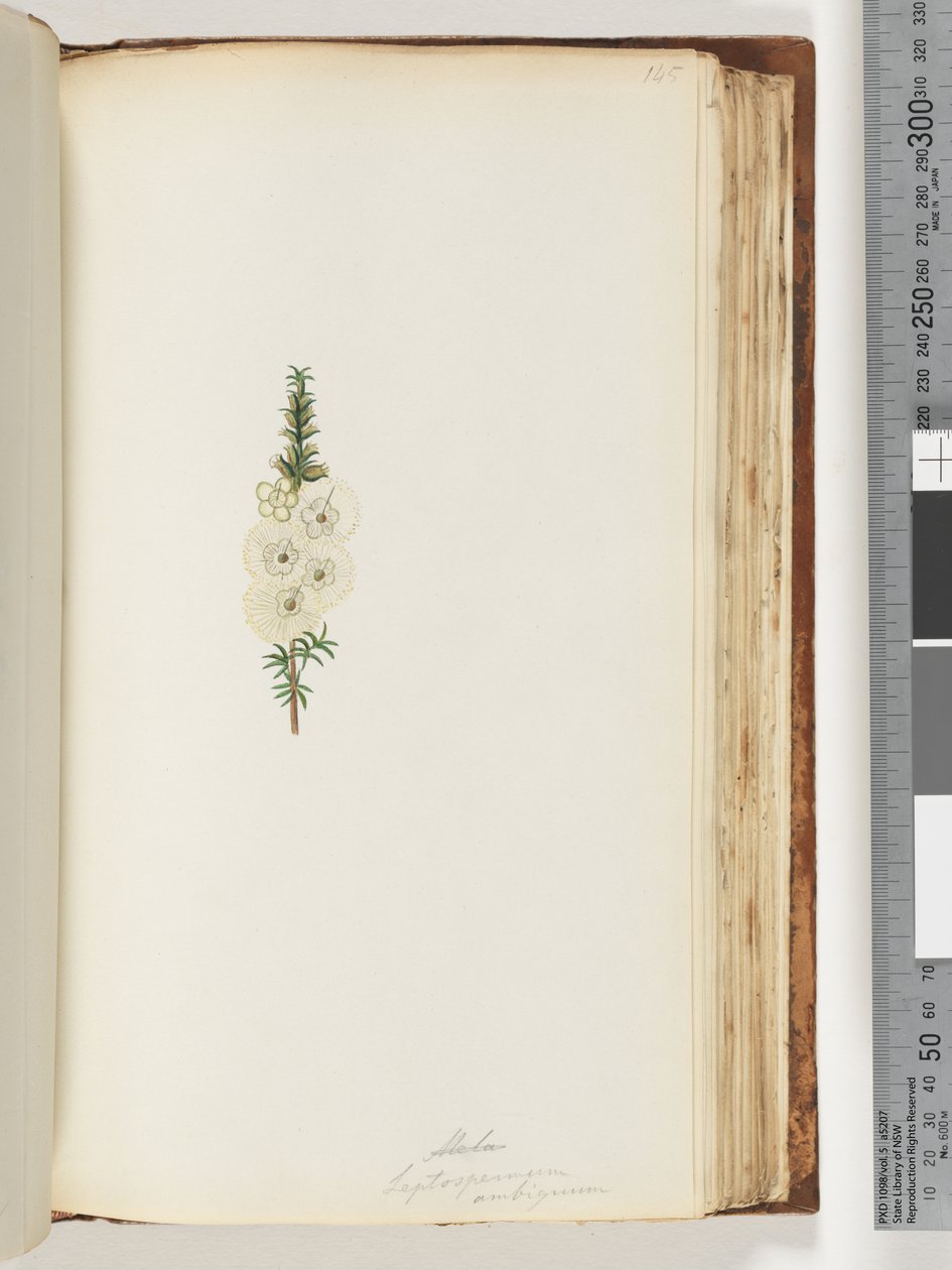Pagina 145. Alela / Leptospermum ambiguum da Unknown artist