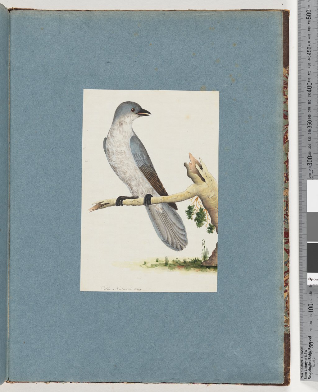 Pagina 145. Uccello non identificato da Unknown artist
