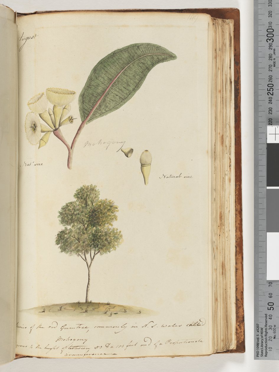 Pagina 149. Dimensione naturale, una specie di albero di gomma rossa, comunemente chiamato in N.S.W, Mogano da Unknown artist