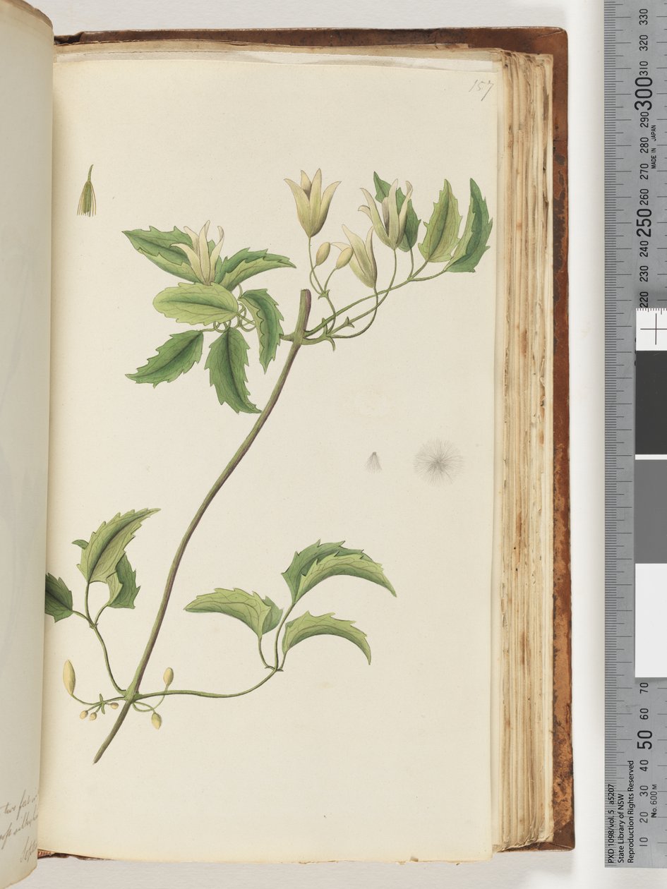 Pagina 157. Pianta non identificata da Unknown artist