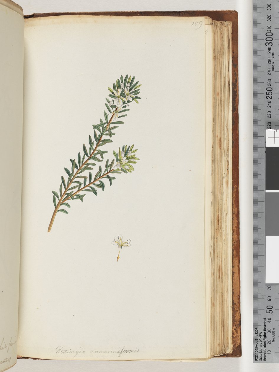 Pagina 159. Westringea rosmariniformis da Unknown artist