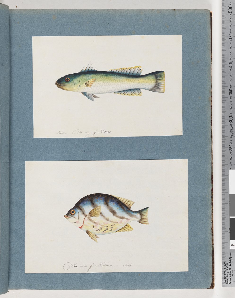 Pagina 15. Pesce non identificato 16. Pesce non identificato da Unknown artist