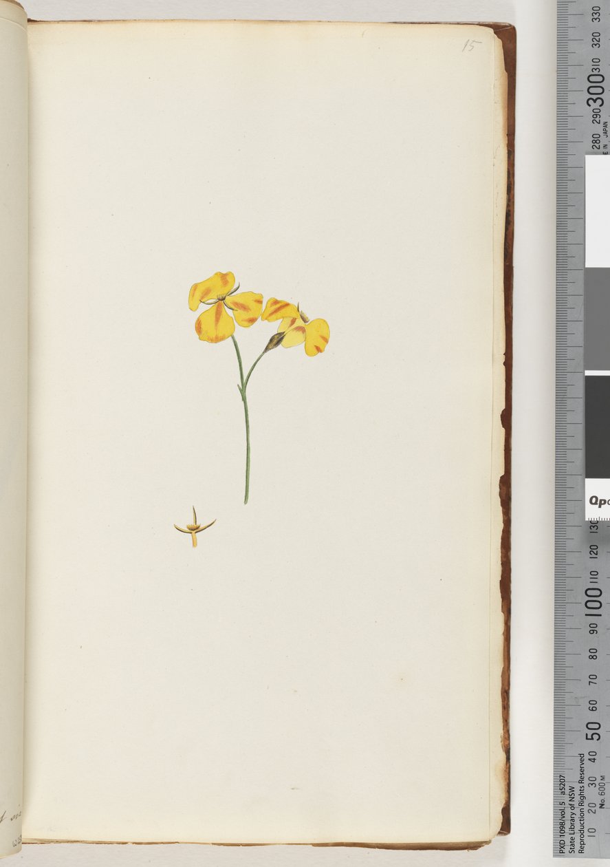 Pagina 15. Pianta non identificata da Unknown artist