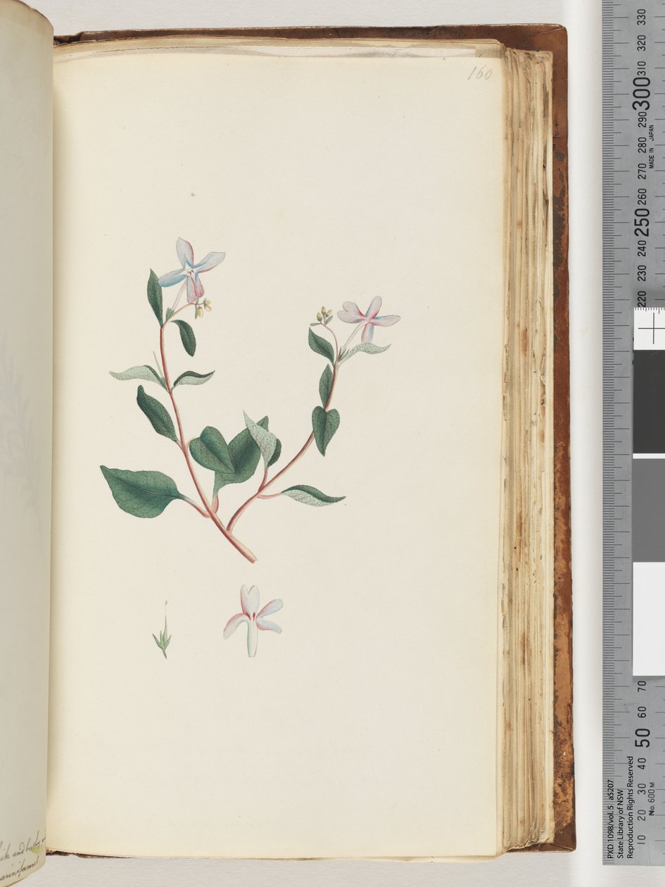 Pagina 160. Pianta non identificata da Unknown artist