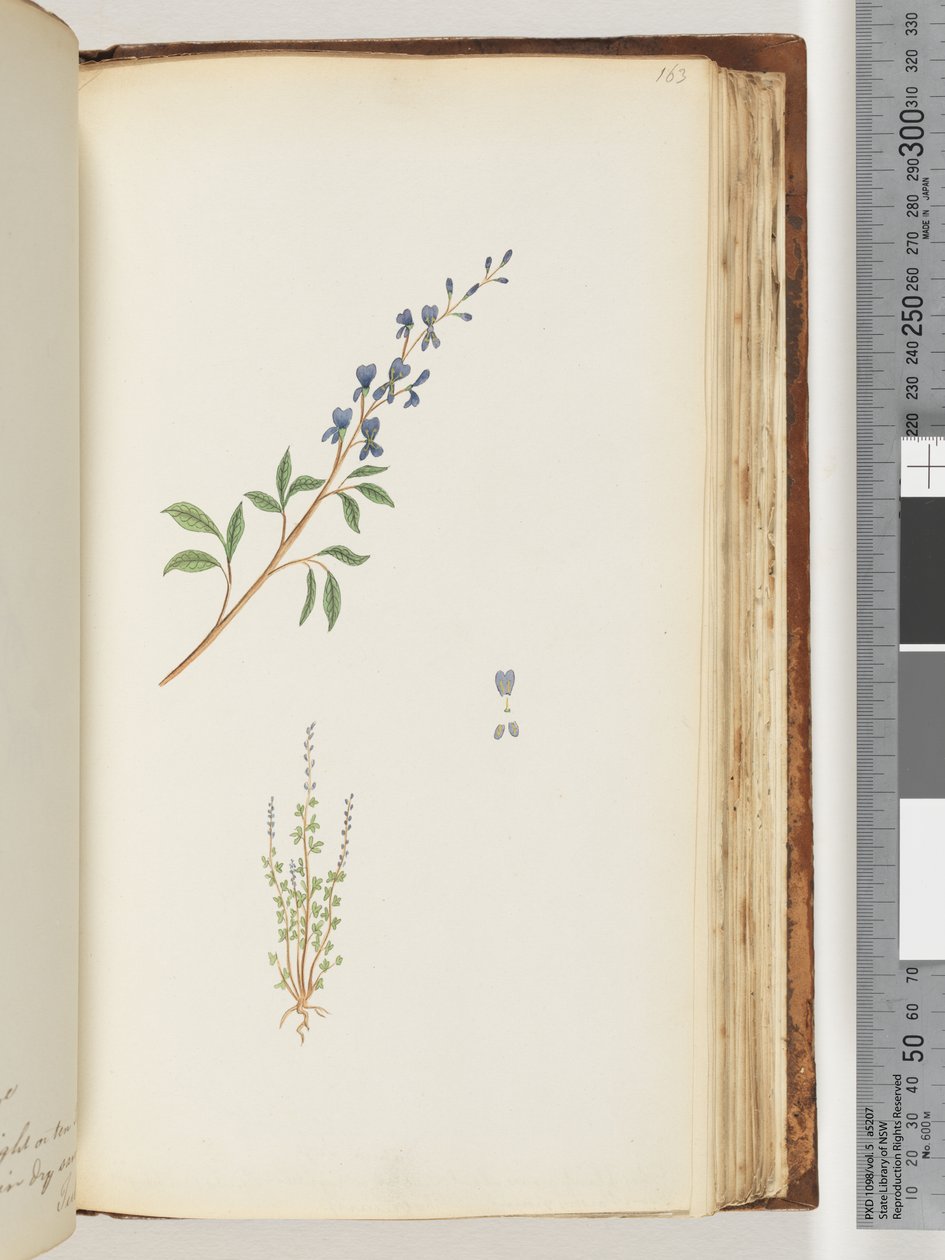 Pagina 163. Pianta non identificata da Unknown artist