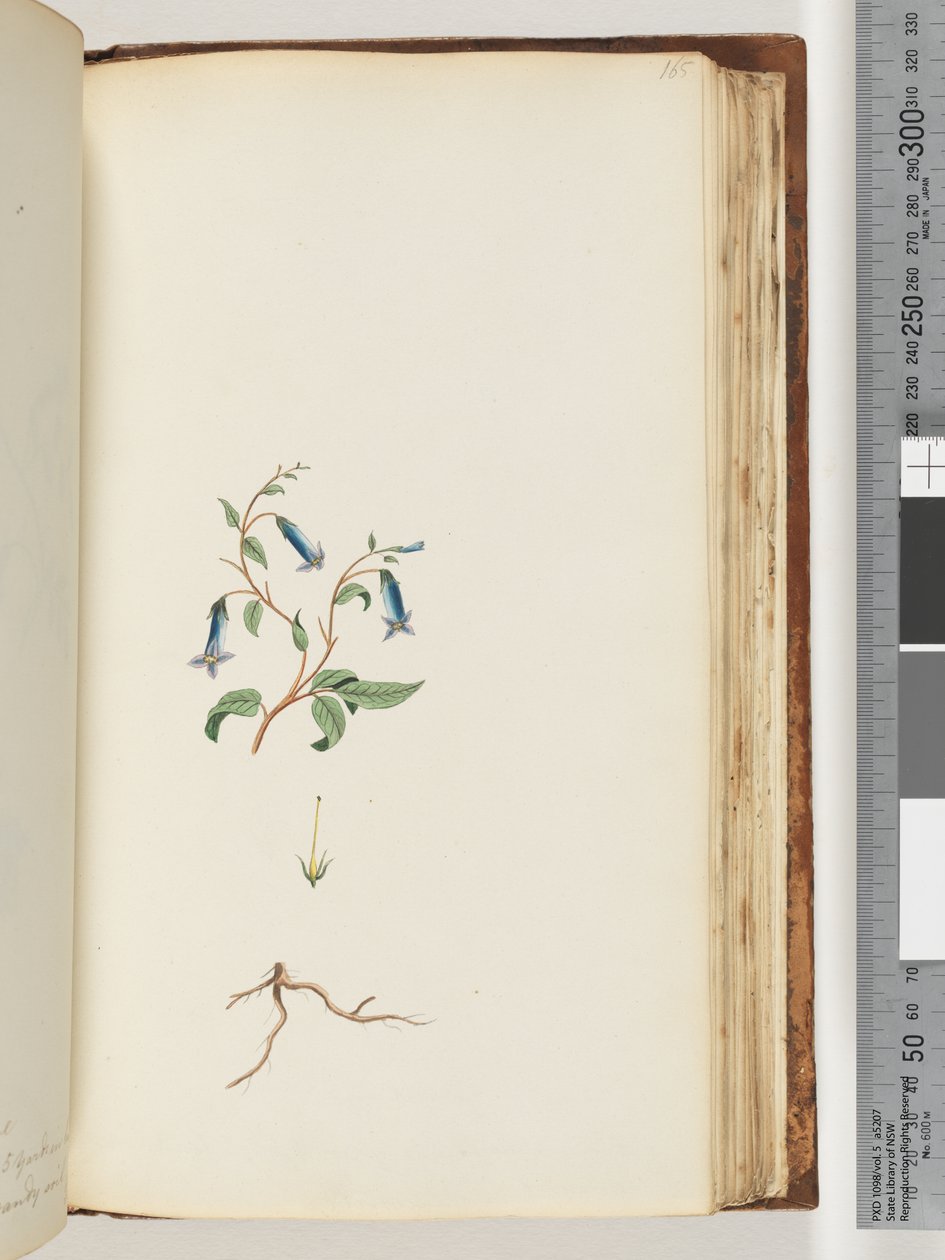 Pagina 165. Pianta non identificata da Unknown artist