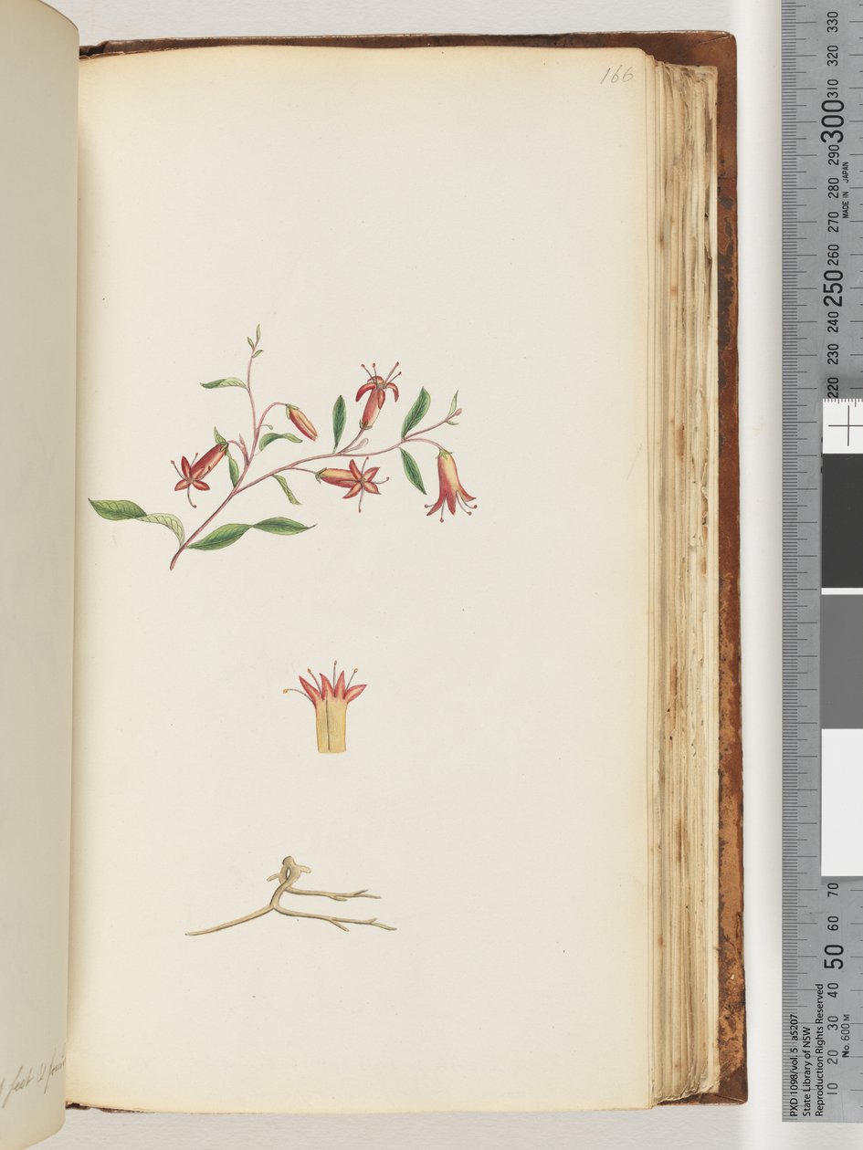 Pagina 166. Pianta non identificata da Unknown artist