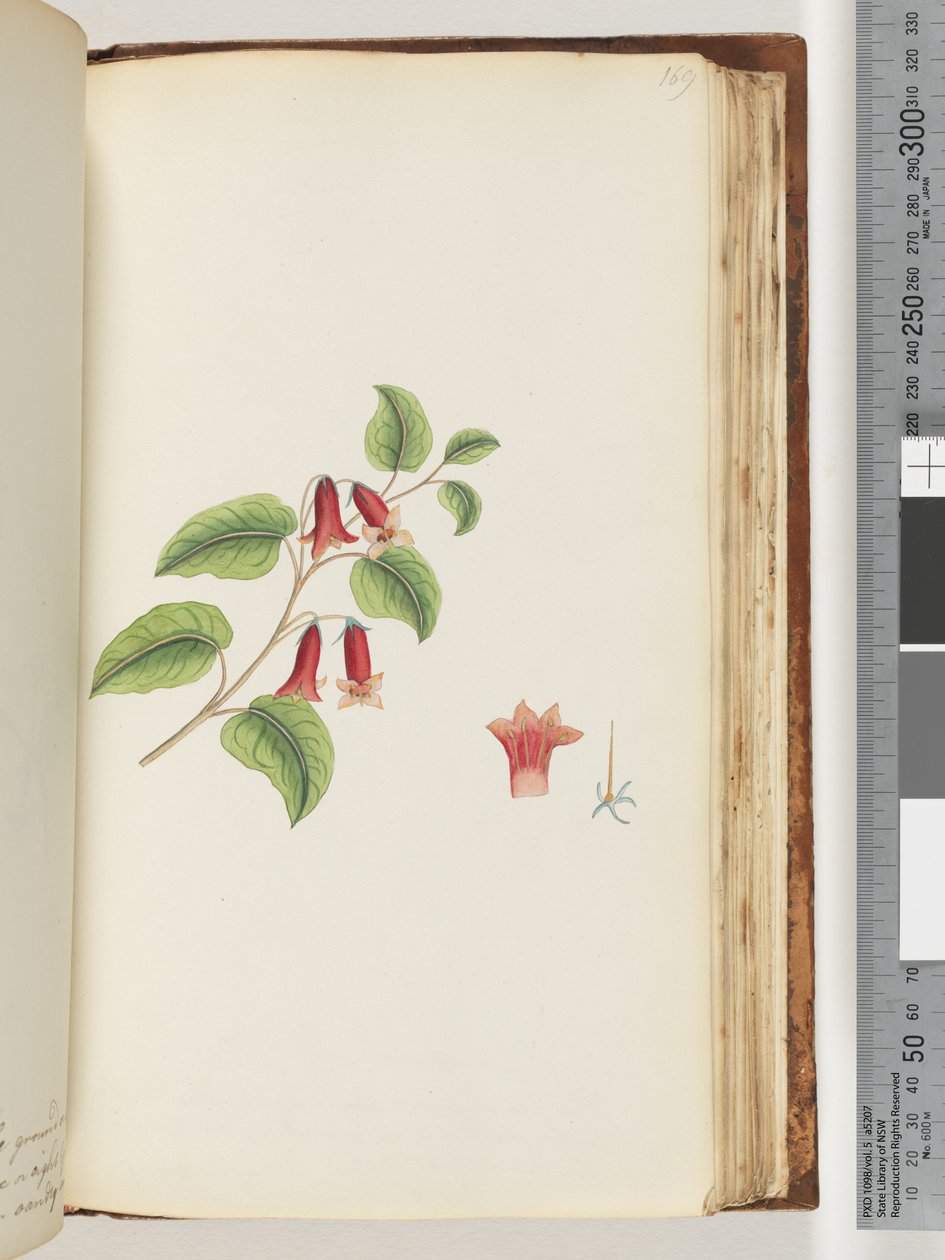 Pagina 169. Pianta da fiore senza nome da Unknown artist