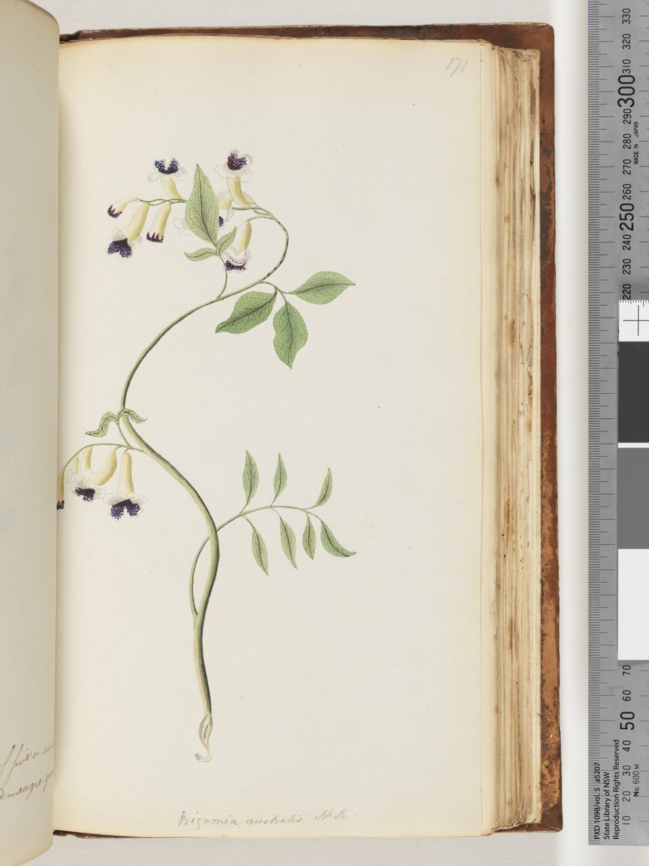 Pagina 171. Bignonia australis H.K da Unknown artist